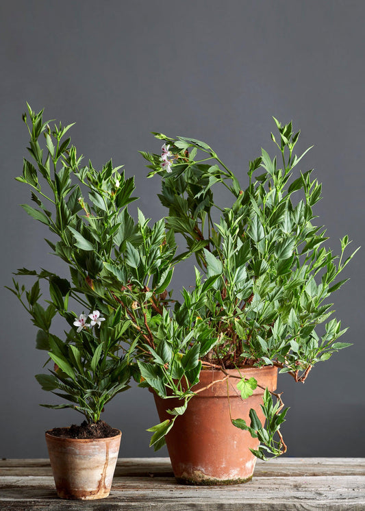 Pelargonium x tricuspidatum: geranio con incantevoli fiori bianchi-bordeaux, presentato con cura in un vaso di terracotta su un luminoso tavolo di legno.