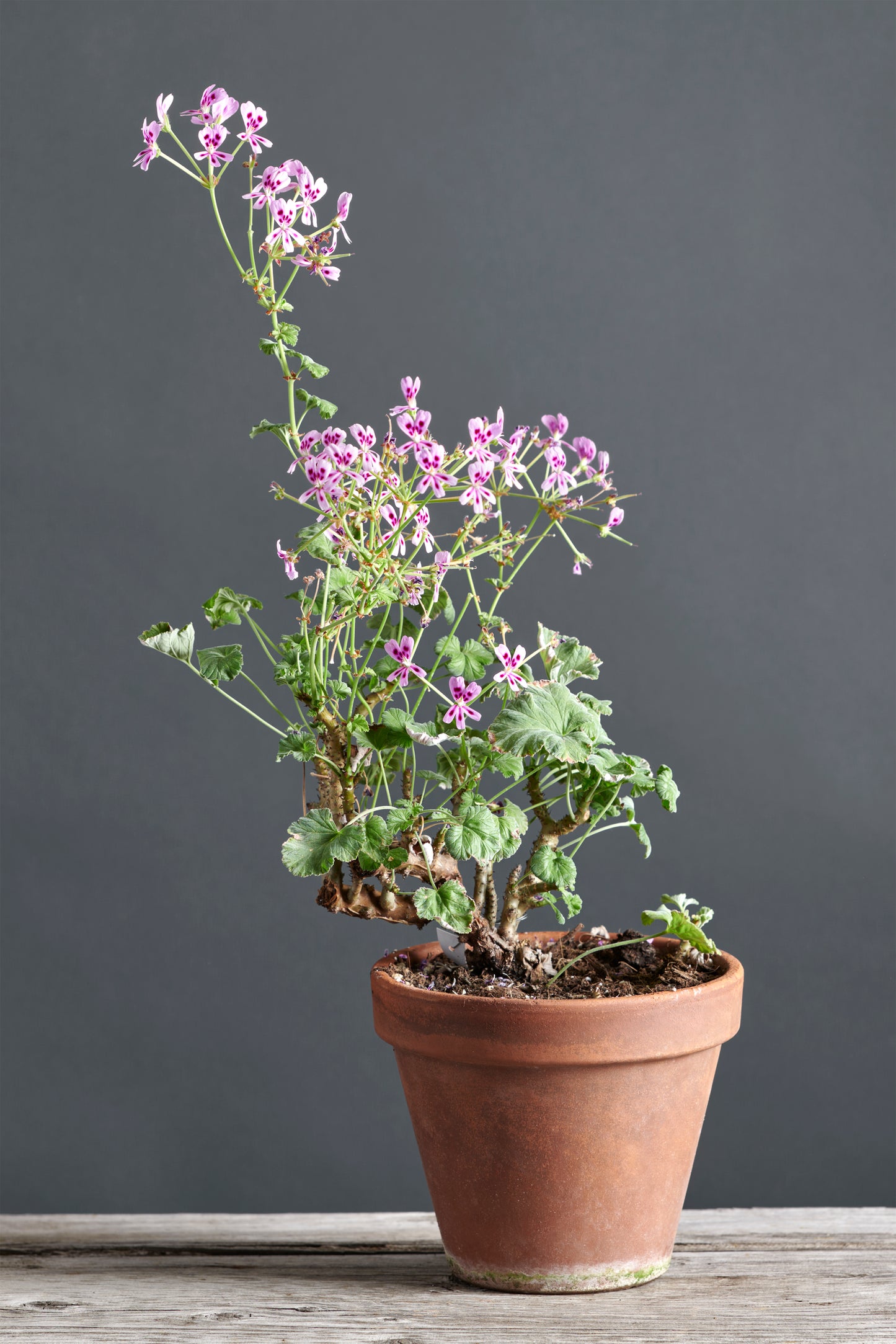 Echinatum pink