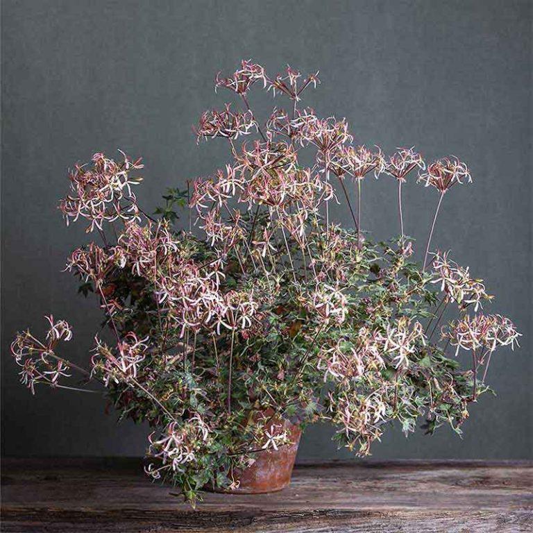 Pelargonium 'Bird Dancer': geranio con incantevoli fiori color camoscio, presentato con cura in un vaso di terracotta su un luminoso tavolo di legno.